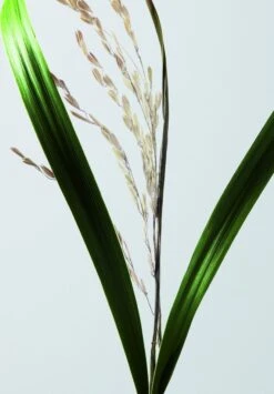 Shu Uemura Ultimate Reset Serum 30ml 2 Shu Uemura Ultimate Reset Serum 30ml -Winkel Voor Haarverzorgingsproducten 3474636610198 11 1