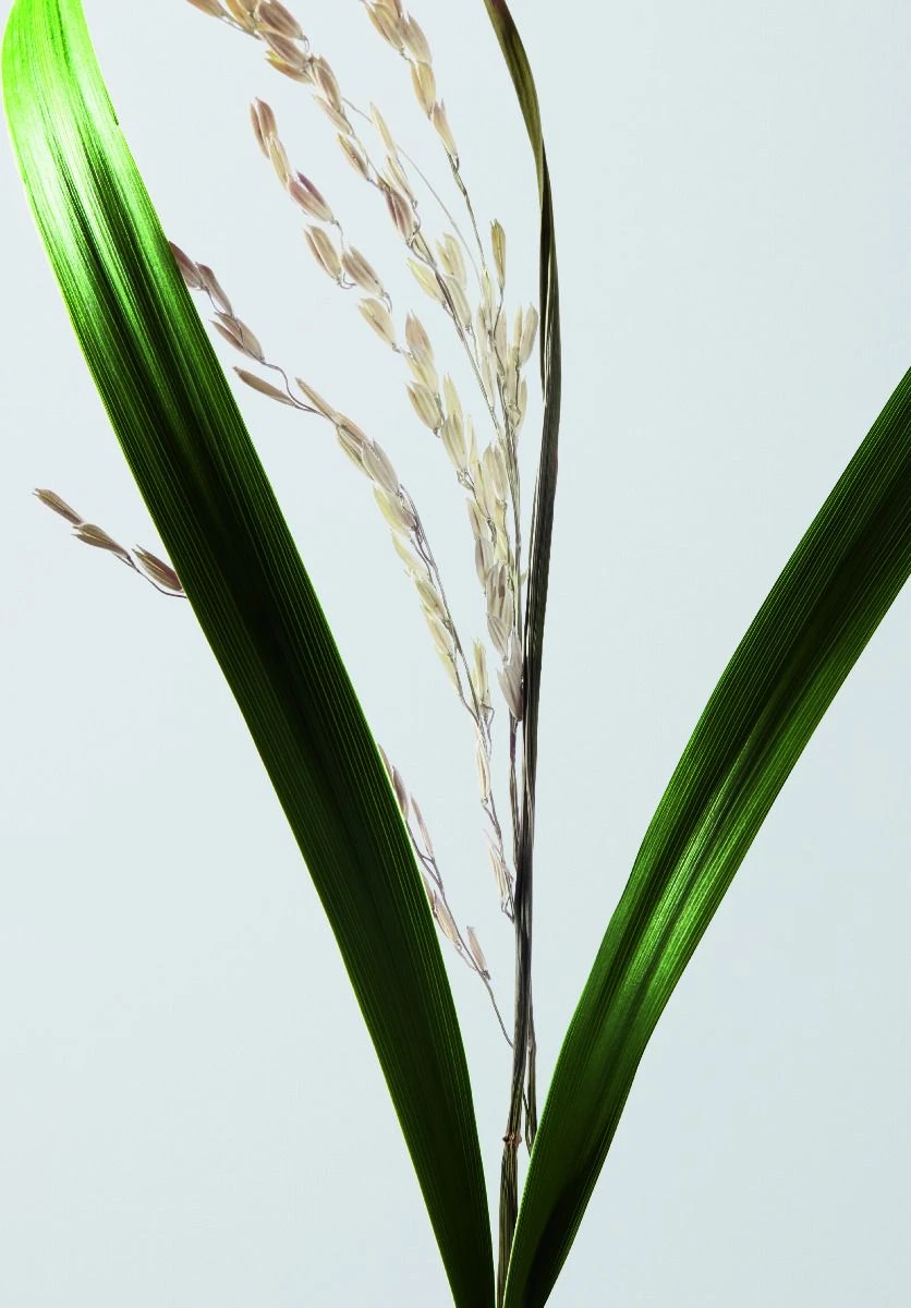 Shu Uemura Ultimate Reset Serum 30ml Shu Uemura Ultimate Reset Serum 30ml -Winkel Voor Haarverzorgingsproducten 3474636610198 11 1